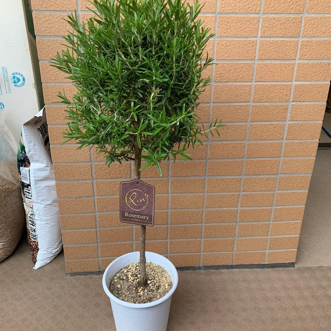 Amazon｜ローズマリースタンド仕立て 6号プラ鉢付き｜観葉植物